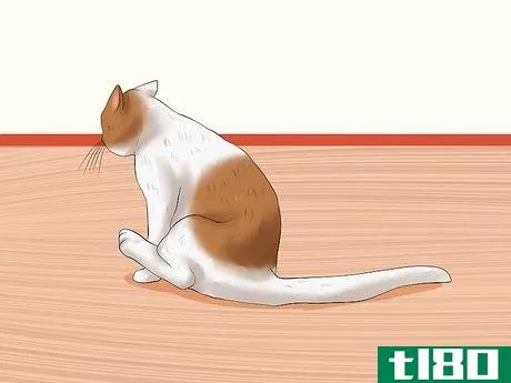 Image titled Diagnose Tapeworms in Cats Step 4