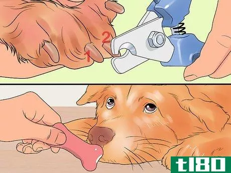 Image titled File a Dog's Nails Step 15