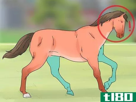 Image titled Ease Your Horse's Sore Hooves After Trimming Step 7