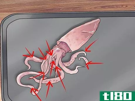 Image titled Dissect a Squid Step 5