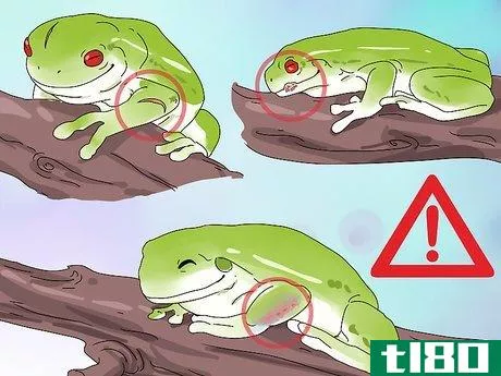 Image titled Diagnose Your Tree Frog's Illness Step 6