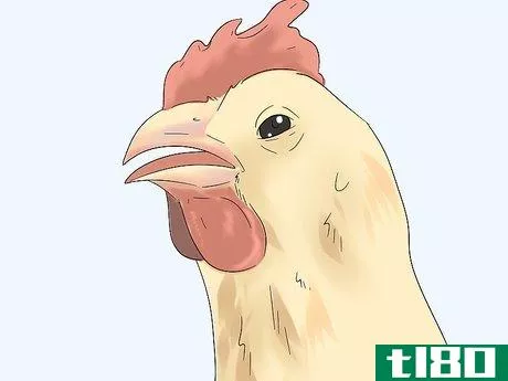 Image titled Determine the Sex of a Chicken Step 9