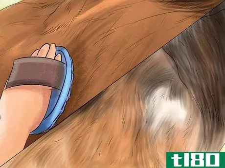 Image titled Diagnose Parasites in Horses Step 2