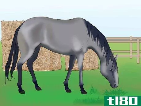 Image titled Distinguish Horse Color by Name Step 5