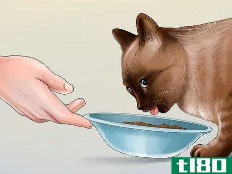 Image titled Feed a Pregnant or Nursing Cat Step 4