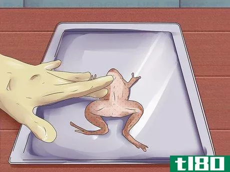 Image titled Dissect a Frog Step 4