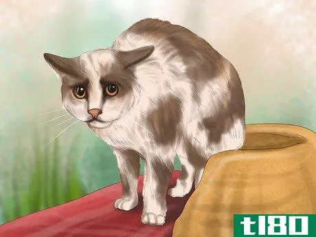 Image titled Diagnose Feline Cataracts Step 5