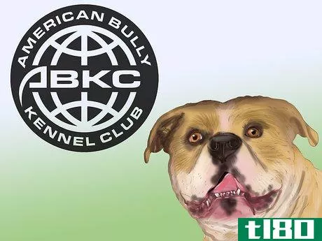 Image titled Enter a Dog in an American Bully Kennel Club (ABKC) Show Step 5