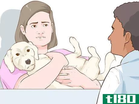 Image titled Determine if Your Dog Is Overweight Step 9