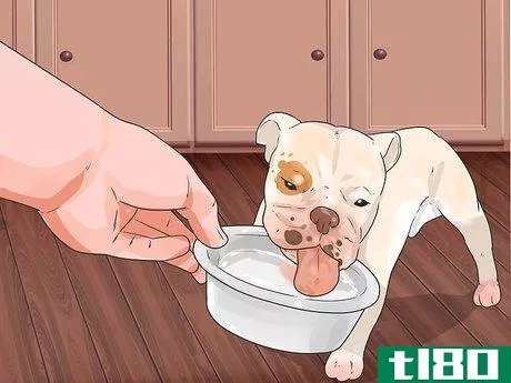 Image titled Feed Puppies Step 11