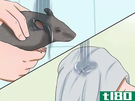 Image titled Keep a Pet Rat Clean Step 13