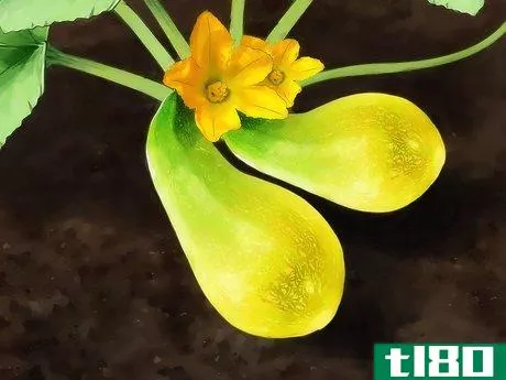Image titled Grow Yellow Squash Step 11