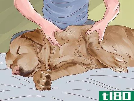 Image titled Help Your Dog Through Physical Therapy Step 3