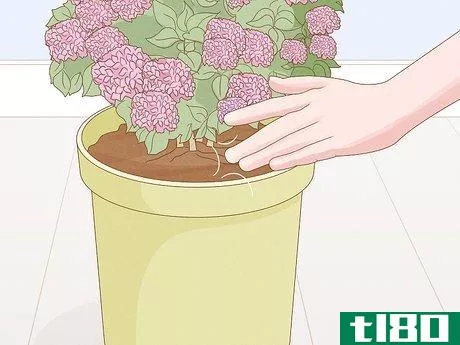 Image titled Grow Hydrangeas in a Pot Step 8