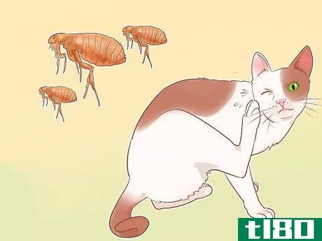 Image titled Know if Your Cat Is Sick Step 16