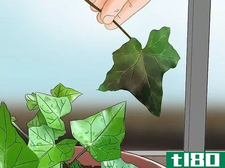 Image titled Grow English Ivy Indoors Step 11