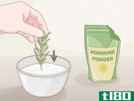 Image titled Grow Rosemary Indoors Step 3