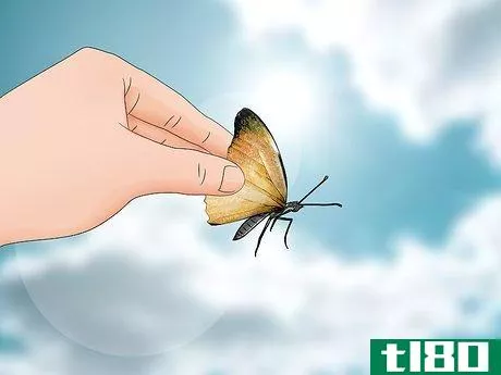 Image titled Hold a Butterfly Step 8