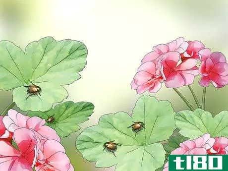 Image titled Get Rid of Japanese Beetles Step 2