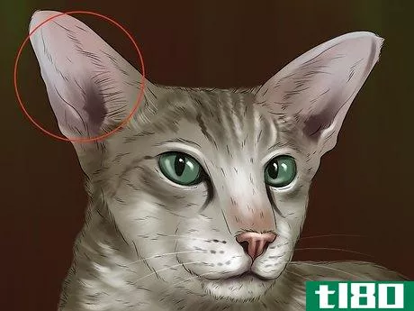 Image titled Identify a Singapura Cat Step 3