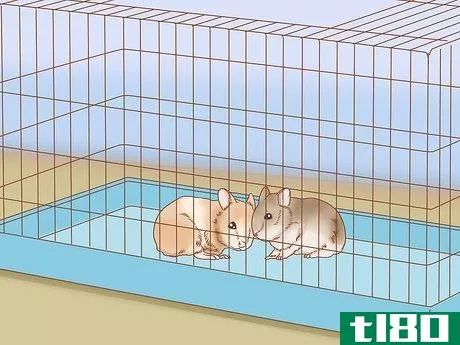 Image titled Introduce Two Dwarf Hamsters Step 13