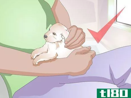 Image titled Get a Litter of Puppies to Sleep Step 3