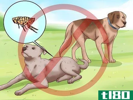 Image titled Identify Different Dog Worms Step 17
