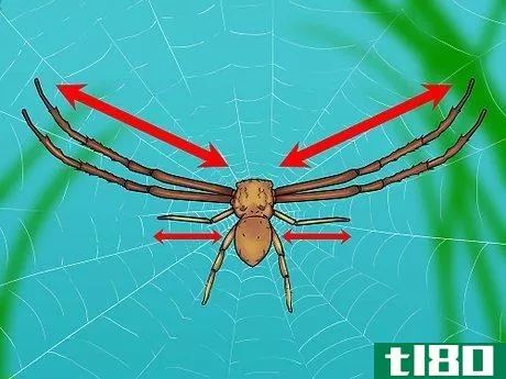 如何辨认一只螃蟹蜘蛛(identify a crab spider)