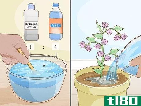 Image titled Get Rid of Gnats in Houseplants Step 3