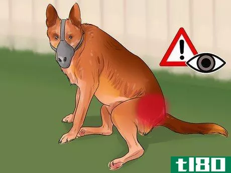 Image titled Groom a Dog That Bites Step 11