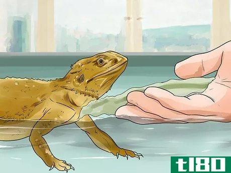 Image titled Give a Bearded Dragon a Bath Step 7