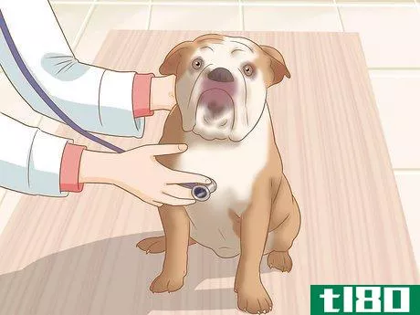 Image titled Identify an English Bulldog Step 11