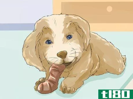 Image titled Help Your Dog Live Longer Step 21