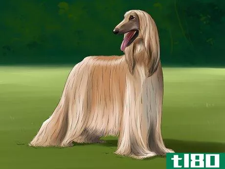 Image titled Identify an Afghan Hound Step 1