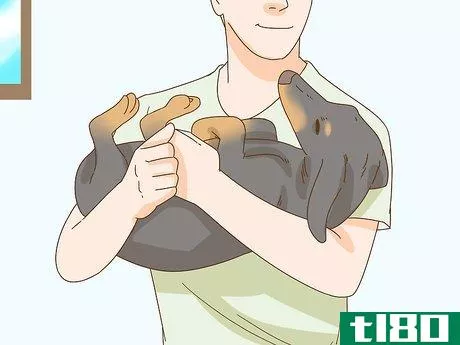 Image titled Hold a Dachshund Properly Step 5