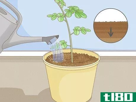 Image titled Grow a Moringa Tree Step 5