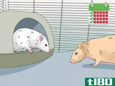 Image titled Introduce a New Pet Rat to Another Rat Step 9