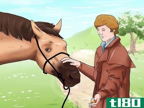 Image titled Get a Head Shy Horse To Trust You Step 11