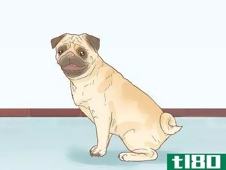 Image titled Identify a Pug Step 6