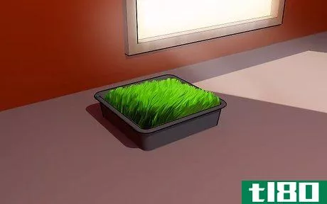 Image titled Grow Wheatgrass at Home Step 7
