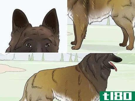 Image titled Identify a Belgian Tervuren Dog Step 10