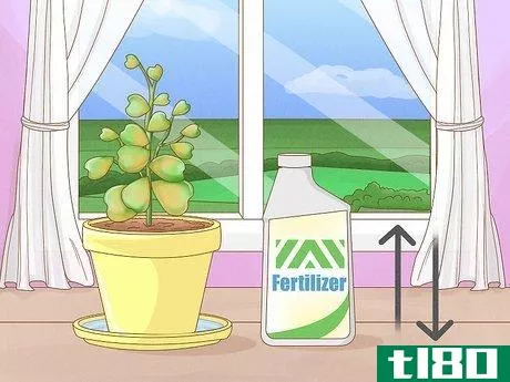 Image titled Get a Hoya Plant to Bloom Step 12