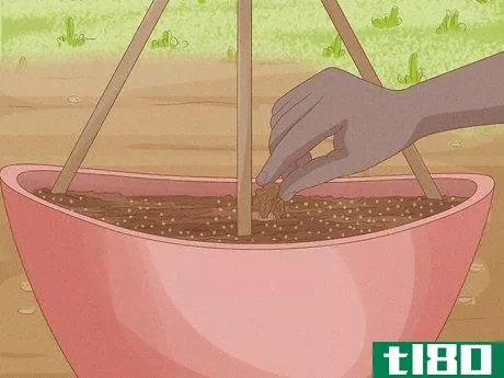 Image titled Grow Cucumbers in Pots Step 11