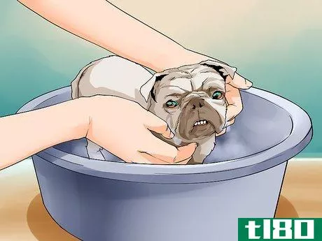 Image titled Groom Pugs Step 16
