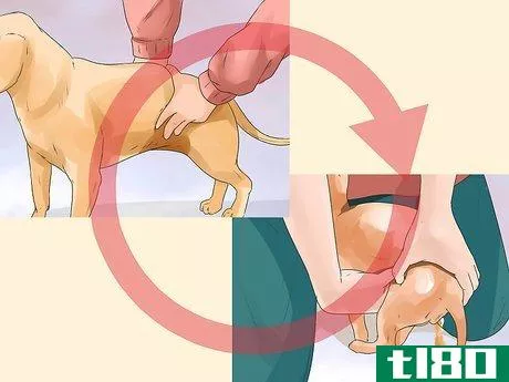 Image titled Help a Female Dog Who Is Injured Urinate Step 9