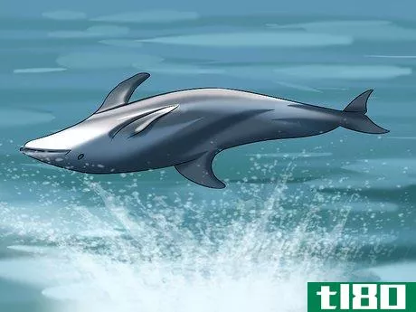 Image titled Identify a New Zealand Dolphin Step 12
