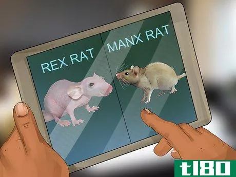 Image titled Get a Pet Rat Step 2