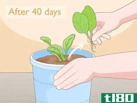 Image titled Grow Baby Spinach Step 8