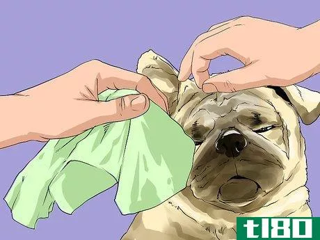 Image titled Groom Pugs Step 3
