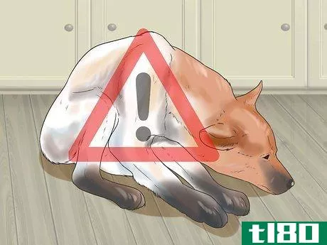 Image titled Help a Dog Who Has Canine Epilepsy Step 7